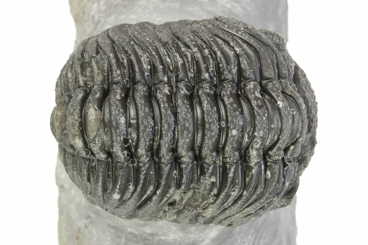 1.8" Bumpy Phacopid (Morocops) Trilobite - Beautiful Shell Color ...