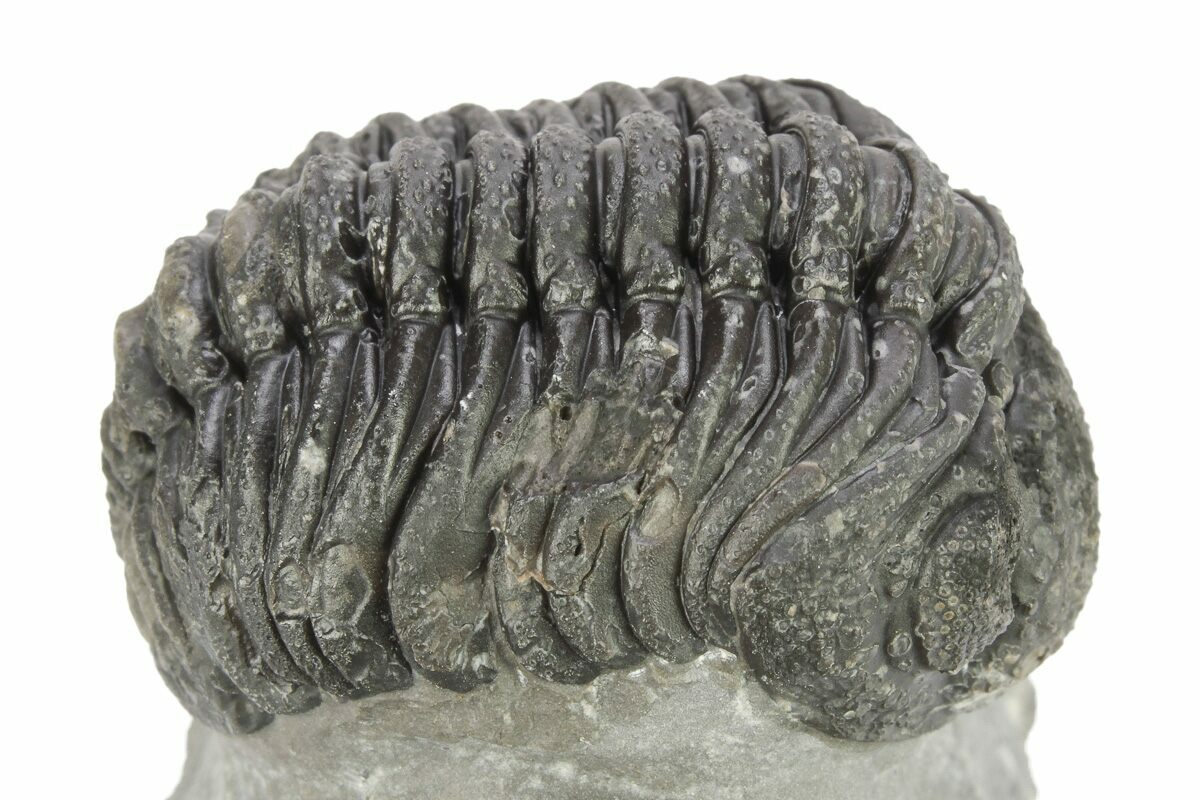 1.8" Bumpy Phacopid (Morocops) Trilobite - Beautiful Shell Color ...