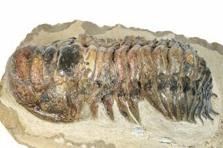 Bargain, Crotalocephalina Trilobite - Foum Zguid, Morocco #273066