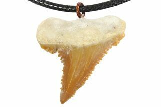 Serrated, Fossil Paleocarcharodon Shark Tooth Necklace #273591