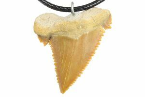 1.6 Fossil Shark (Palaeocarcharodon) Tooth Necklace -Morocco