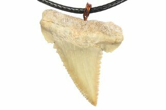 Serrated, Fossil Paleocarcharodon Shark Tooth Necklace #273609