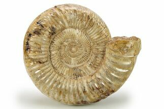 Jurassic Ammonite (Kranosphinctes) - Madagascar #273725