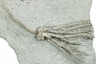 Fossil Crinoid (Saccosomopsis) - Crawfordsville, Indiana #273732