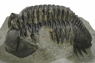 Detailed Coltraneia Trilobite Fossil - Huge Faceted Eyes #273804