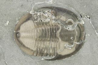 Isoteloides Flexus Trilobite - Fillmore Formation, Utah #274040