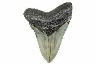Serrated, Fossil Megalodon Tooth - North Carolina #273951