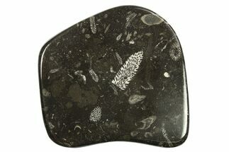 Polished Devonian Fossil Coral and Bryozoan Plate - Morocco #273151