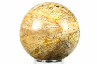 Petrified Wood (Tropical Hardwood) Sphere - Indonesia #274222