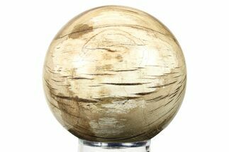 Petrified Wood (Tropical Hardwood) Sphere - Indonesia #274229