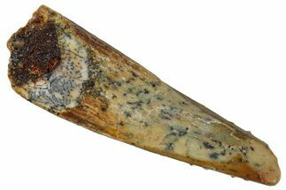 Fossil Pterosaur (Siroccopteryx) Tooth - Morocco #274260