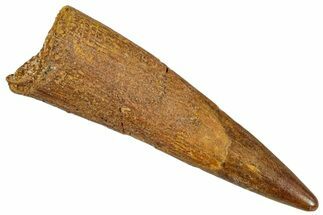 Fossil Pterosaur (Siroccopteryx) Tooth - Morocco #274326
