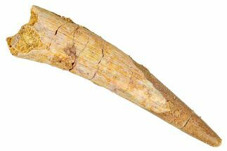 Fossil Pterosaur (Siroccopteryx) Tooth - Morocco #274341