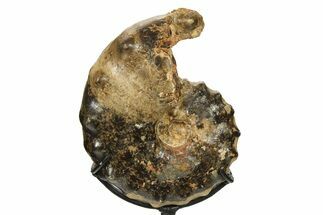 Cretaceous Ammonite (Mammites) Fossil with Metal Stand - Morocco #274616