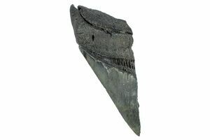 Fossil Great White Shark Tooth - 2.05 (#48887) For Sale 