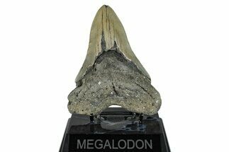 Serrated, Fossil Megalodon Tooth - North Carolina #274765