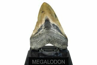 Serrated, Fossil Megalodon Tooth - North Carolina #274769