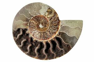 Ammonite buy online