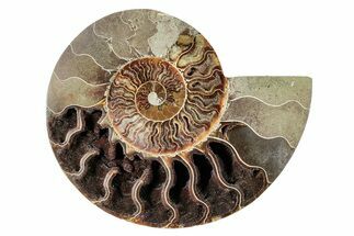 Cut & Polished Ammonite Fossil (Half) - Crystal Pockets #274812