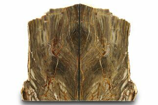 Polished Petrified Wood Bookends - Washington #274867