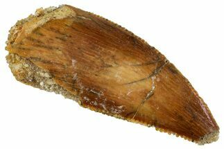 Serrated, Raptor Tooth - Real Dinosaur Tooth #275050