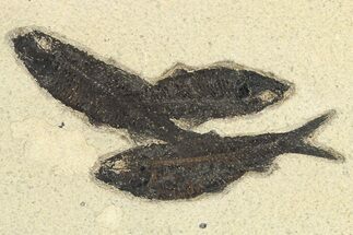 Three Detailed Fossil Fish (Knightia) - Wyoming #275164