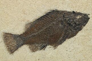 Fossil Fish (Cockerellites) - Wyoming #275187