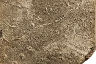 Cruziana (Fossil Trilobite Trackway) - Morocco #274957