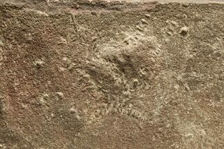 Cruziana (Fossil Trilobite Trackway) - Morocco #274961