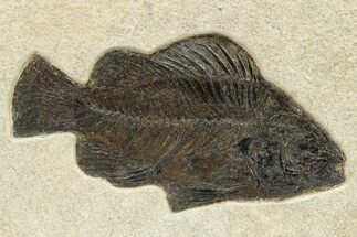 Detailed Fossil Fish (Priscacara) - Green River Formation #275205