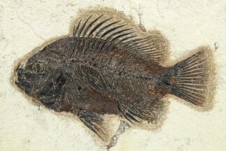 Superb Fossil Fish (Priscacara) - Green River Formation #275206