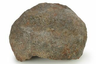 Silurian Fossil Crinoid (Scyphocrinites) Lobolith - Morocco #274950