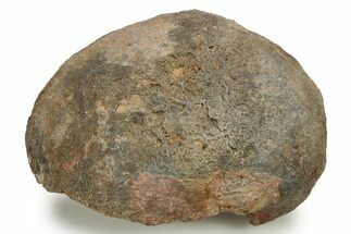 Silurian Fossil Crinoid (Scyphocrinites) Lobolith - Morocco #274955
