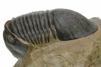 Chocolate-Brown Paralejurus Trilobite Fossil - Atchana, Morocco #275220