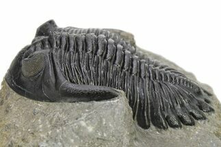 Hollardops Trilobite Fossil - Detailed Eye Preservation #275225