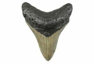 Serrated, Fossil Megalodon Tooth - North Carolina #273991