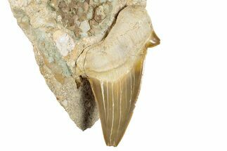 Bargain Otodus Shark Tooth Fossil in Rock - Morocco #274923