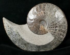 Placenticeras Ammonite From South Dakota #15725