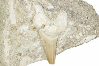 Otodus Shark Tooth Fossil in Rock - Morocco #274934