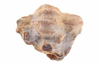 Bargain Enrolled Trilobite (Ditomopyge) Fossil - Oklahoma #275319