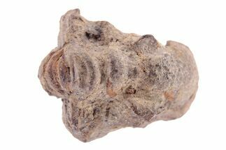 Bargain Enrolled Trilobite (Ditomopyge) Fossil - Oklahoma #275322