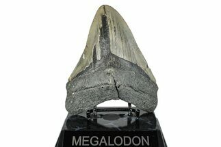 Serrated, Fossil Megalodon Tooth - North Carolina #274780