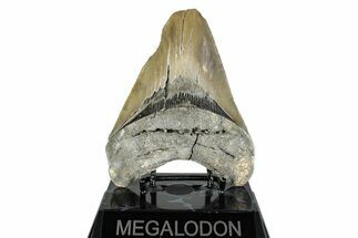 Serrated, Fossil Megalodon Tooth - North Carolina #274847