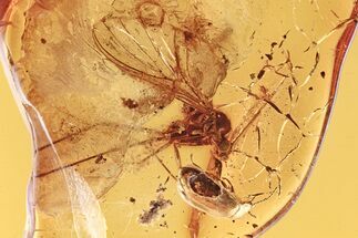 Detailed Fossil Gnat (Macrocerinae) In Baltic Amber - Rare #275448