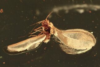 Fossil Scale Insect (Coccoidea) w/ Spread Wings in Baltic Amber #275479