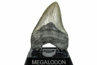 Fossil Megalodon Tooth - North Carolina #275275