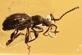 Detailed Fossil Ant-Like Stone Beetle (Scydmaeninae) in Baltic Amber #275344