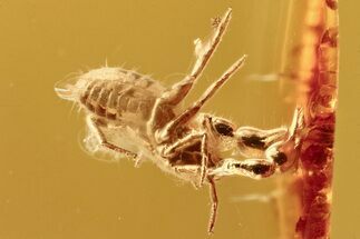 Large Fossil Pseudoscorpion (Pseudoscorpiones) In Baltic Amber #275350