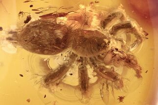 Fossil Funnel-Web Tarantula Spider (Araneae) In Baltic Amber #275357