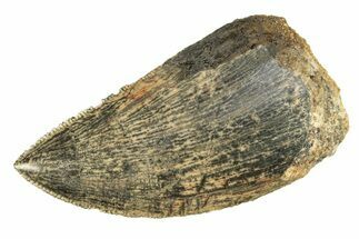 Serrated, Carcharodontosaurus Tooth - Real Dinosaur Tooth #276034